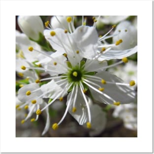 wonderful white blossom, flowers, nature Posters and Art